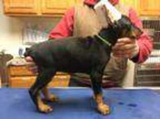 Doberman Pinscher Puppy for sale in Maplewood, OH, USA