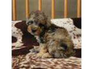 Mutt Puppy for sale in Carlyle, IL, USA
