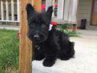 Scottish Terrier Puppy for sale in Worden, MT, USA
