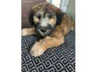 Soft Coated Wheaten Terrier Puppy for sale in Richmond, IL, USA