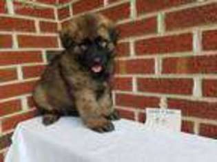 German Shepherd Dog Puppy for sale in Saint Albans, WV, USA