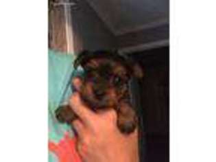 Yorkshire Terrier Puppy for sale in Malakoff, TX, USA
