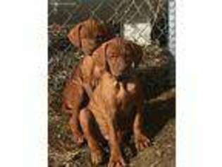 Vizsla Puppy for sale in Frazier Park, CA, USA