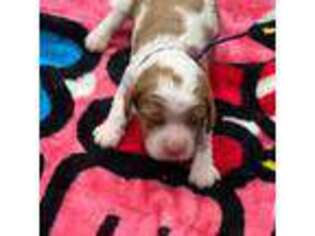 Cavalier King Charles Spaniel Puppy for sale in Titusville, FL, USA