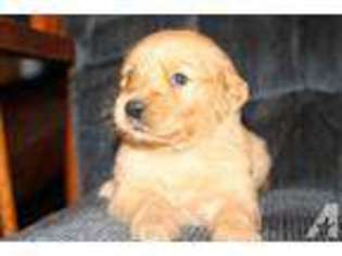 Golden Retriever Puppy for sale in BUTLER, PA, USA