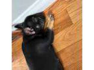 French Bulldog Puppy for sale in Owosso, MI, USA