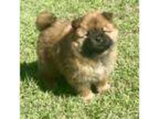 Chow Chow Puppy for sale in Amarillo, TX, USA