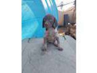 German Shorthaired Pointer Puppy for sale in Lindsay, CA, USA