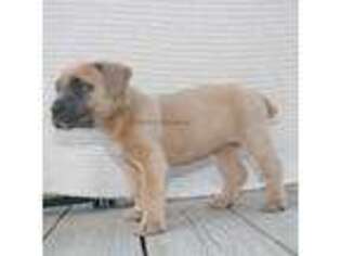 Cane Corso Puppy for sale in Riverhead, NY, USA