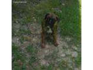 Boxer Puppy for sale in Taylors, SC, USA