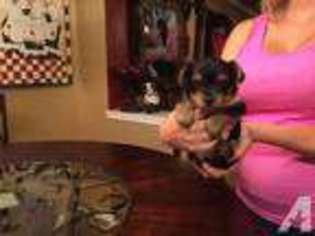 Yorkshire Terrier Puppy for sale in BAYTOWN, TX, USA