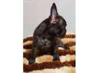 French Bulldog Puppy for sale in Powder Springs, GA, USA