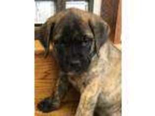 Mastiff Puppy for sale in Syracuse, NY, USA