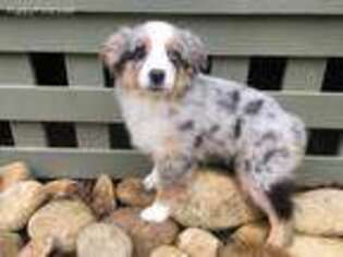 Miniature Australian Shepherd Puppy for sale in Rutherfordton, NC, USA