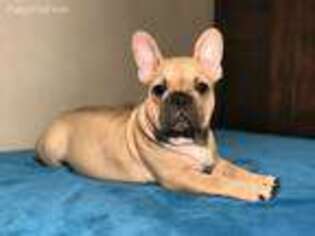 French Bulldog Puppy for sale in Forest Hills, NY, USA