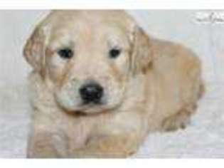 Golden Retriever Puppy for sale in Jonesboro, AR, USA
