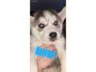 Siberian Husky Puppy for sale in Coventry, RI, USA