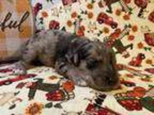 Schnoodle (Standard) Puppy for sale in Newark, OH, USA