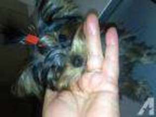 Yorkshire Terrier Puppy for sale in PHELAN, CA, USA