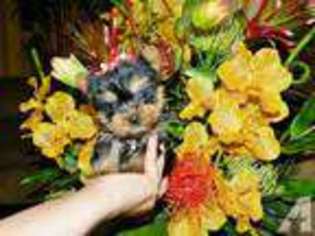 Yorkshire Terrier Puppy for sale in HUNTINGTON BEACH, CA, USA