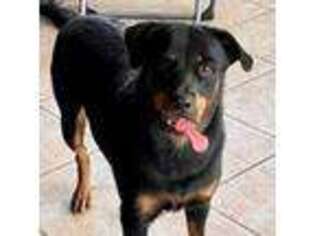 Rottweiler Puppy for sale in Merritt Island, FL, USA