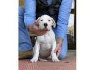 Dogo Argentino Puppy for sale in Lovelady, TX, USA