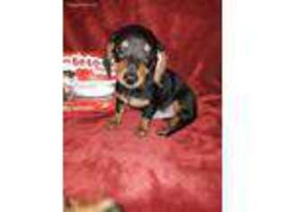 Dachshund Puppy for sale in Greeneville, TN, USA