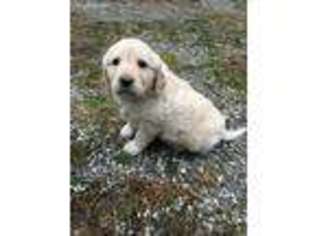 Golden Retriever Puppy for sale in Whitesburg, KY, USA