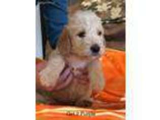 Labradoodle Puppy for sale in La Follette, TN, USA