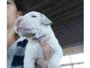 Great Dane Puppy for sale in JOSHUA, TX, USA