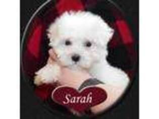 Maltese Puppy for sale in Laredo, MO, USA