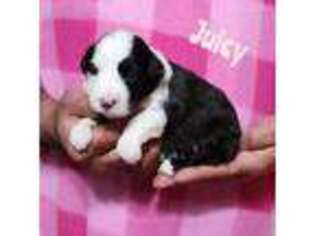 Old English Sheepdog Puppy for sale in Easley, SC, USA