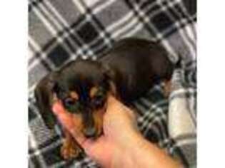 Dachshund Puppy for sale in Tower City, PA, USA