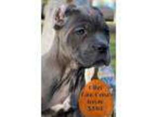 Cane Corso Puppy for sale in Westfield, PA, USA