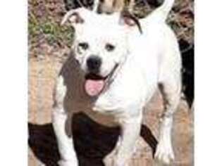 American Bulldog Puppy for sale in Jackson, TN, USA