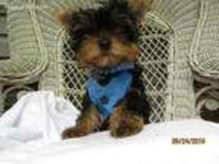 Yorkshire Terrier Puppy for sale in Plainwell, MI, USA