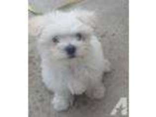 Maltese Puppy for sale in FOLSOM, CA, USA