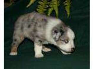 Miniature Australian Shepherd Puppy for sale in East Prairie, MO, USA
