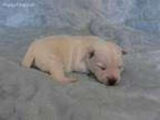 West Highland White Terrier Puppy for sale in Mulvane, KS, USA