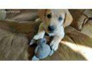 Labrador Retriever Puppy for sale in Three Rivers, MI, USA