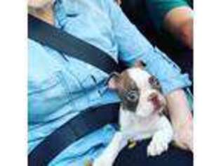 Boston Terrier Puppy for sale in Wendell, NC, USA