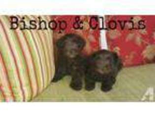 Schnoodle (Standard) Puppy for sale in HERALD, CA, USA
