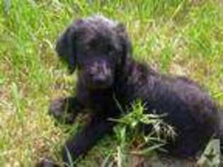 Labradoodle Puppy for sale in LEWISTON, ID, USA