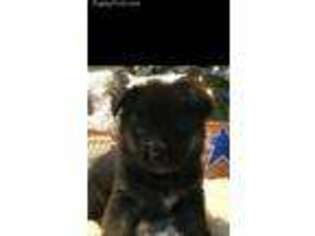German Shepherd Dog Puppy for sale in Arlington, TX, USA