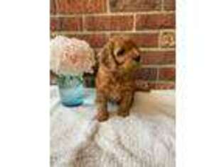 Labradoodle Puppy for sale in Remington, IN, USA
