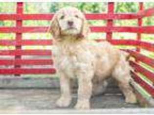 Goldendoodle Puppy for sale in Herndon, PA, USA