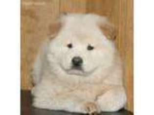 Chow Chow Puppy for sale in Gurnee, IL, USA