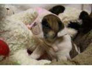 Bulldog Puppy for sale in Andalusia, AL, USA