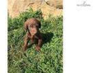 Chesapeake Bay Retriever Puppy for sale in Billings, MT, USA
