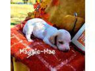 Dachshund Puppy for sale in Van Buren, AR, USA